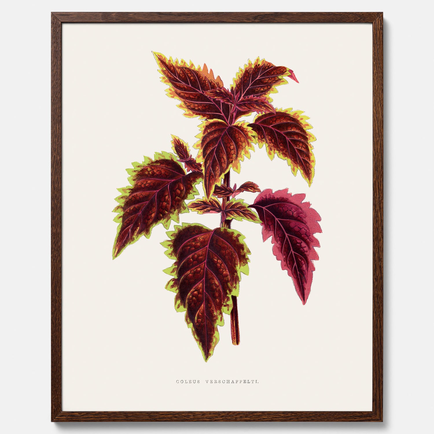 Vintageposter med en illustration av palettblad (Coleus Verschaffeltii)