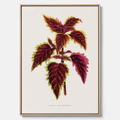 Vintageposter på canvas med en illustration av palettblad (Coleus Verschaffeltii)