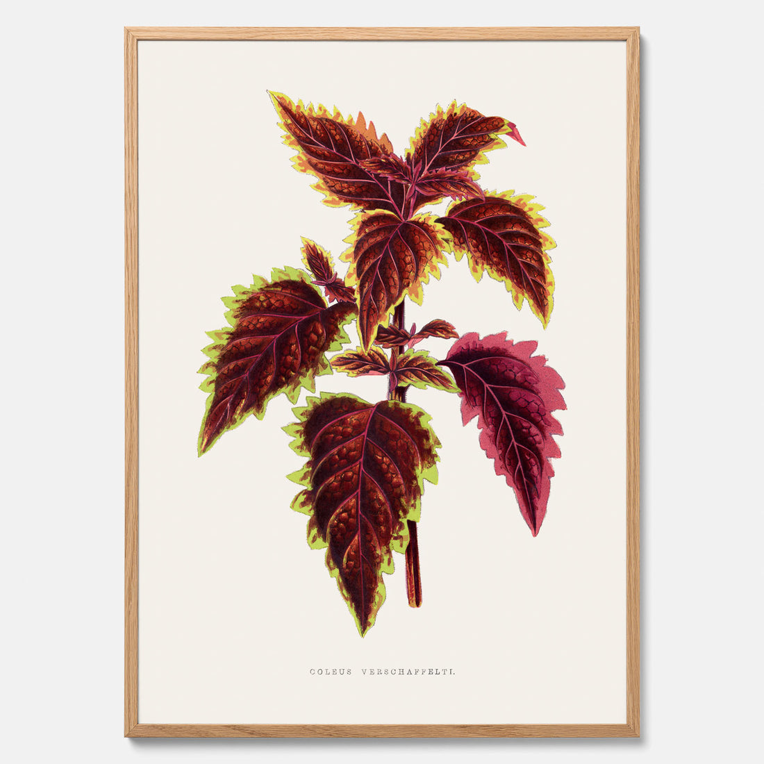 Vintageposter med en illustration av palettblad (Coleus Verschaffeltii)