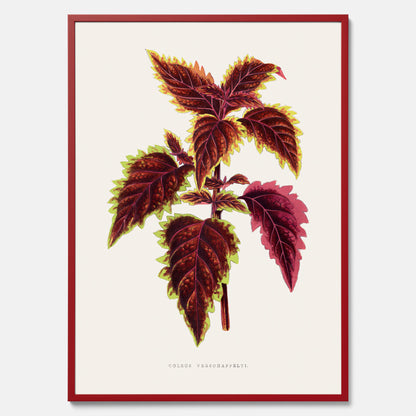 Vintageposter med en illustration av palettblad (Coleus Verschaffeltii)