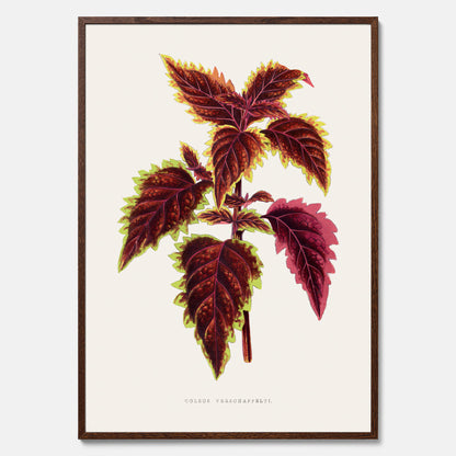 Vintageposter med en illustration av palettblad (Coleus Verschaffeltii)