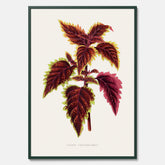 Vintageposter med en illustration av palettblad (Coleus Verschaffeltii)