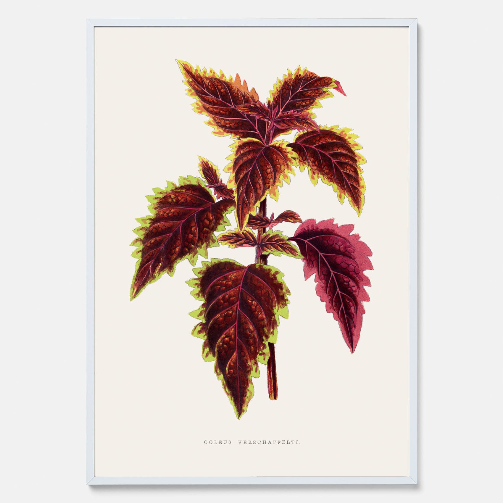 Vintageposter med en illustration av palettblad (Coleus Verschaffeltii)