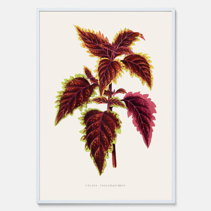 Vintageposter med en illustration av palettblad (Coleus Verschaffeltii)