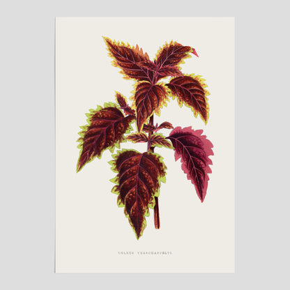 Vintageposter med en illustration av palettblad (Coleus Verschaffeltii)