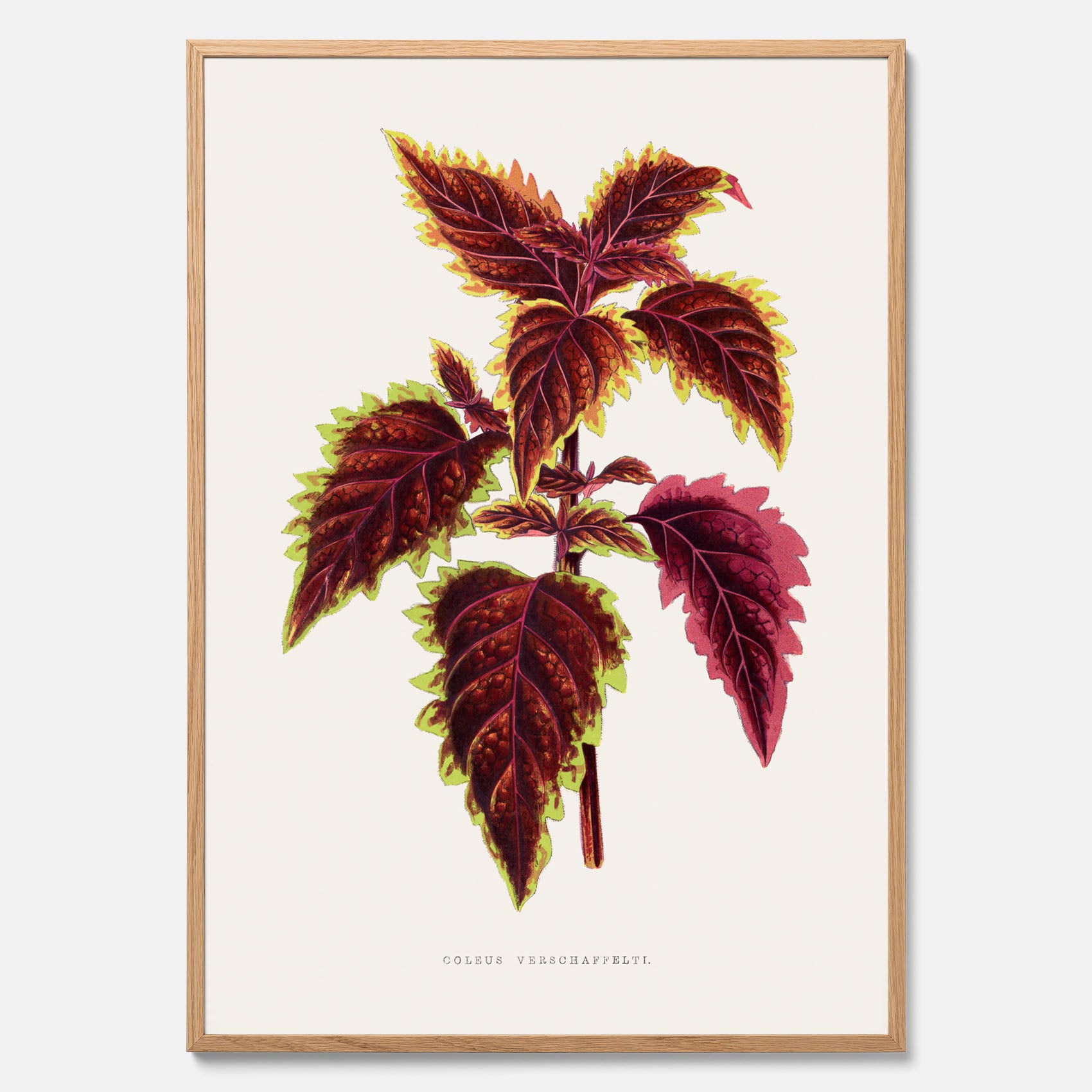 Vintageposter med en illustration av palettblad (Coleus Verschaffeltii)