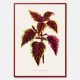 Vintageposter med en illustration av palettblad (Coleus Verschaffeltii)