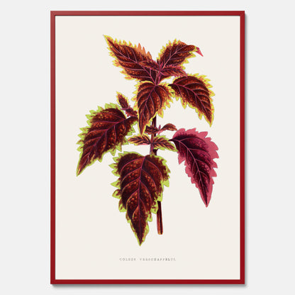 Vintageposter med en illustration av palettblad (Coleus Verschaffeltii)