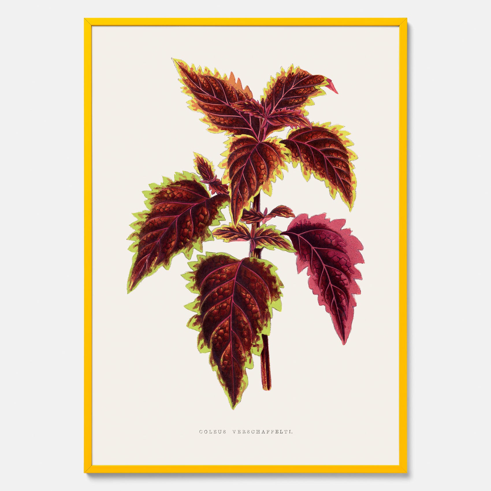 Vintageposter med en illustration av palettblad (Coleus Verschaffeltii)