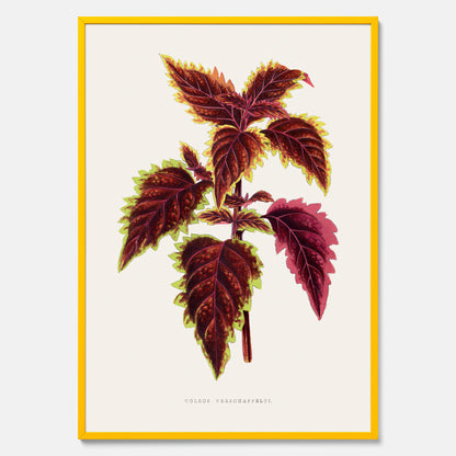 Vintageposter med en illustration av palettblad (Coleus Verschaffeltii)