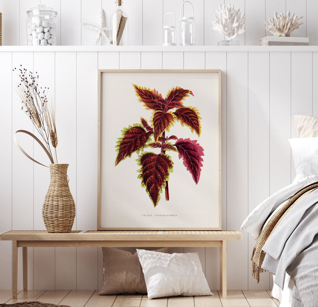 Vintageposter med en illustration av palettblad (Coleus Verschaffeltii)