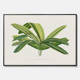 Canvastavla med en illustration av en bredbladig palm