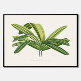 Poster med en illustration av en bredbladig palm