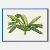 Poster med en illustration av en bredbladig palm