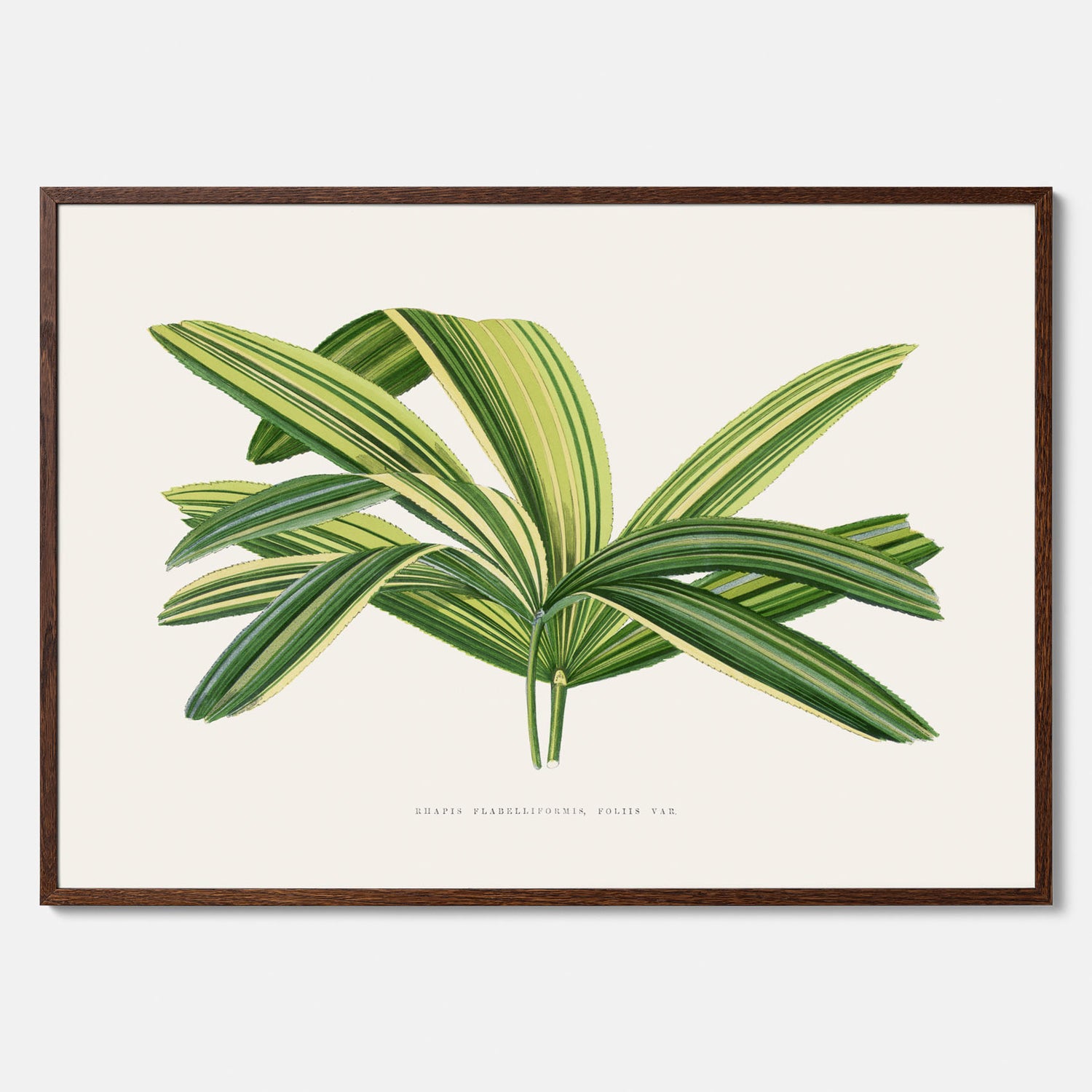 Poster med en illustration av en bredbladig palm