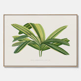 Canvastavla med en illustration av en bredbladig palm