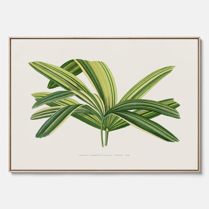 Canvastavla med en illustration av en bredbladig palm