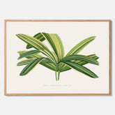 Poster med en illustration av en bredbladig palm