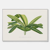 Canvastavla med en illustration av en bredbladig palm