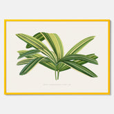 Poster med en illustration av en bredbladig palm