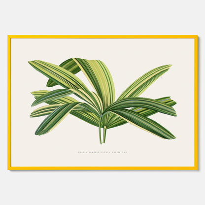 Poster med en illustration av en bredbladig palm