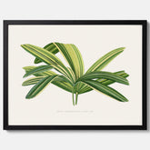 Poster med en illustration av en bredbladig palm