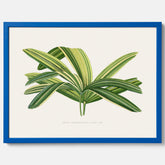 Poster med en illustration av en bredbladig palm
