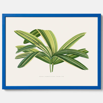 Poster med en illustration av en bredbladig palm