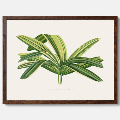 Poster med en illustration av en bredbladig palm