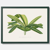 Poster med en illustration av en bredbladig palm