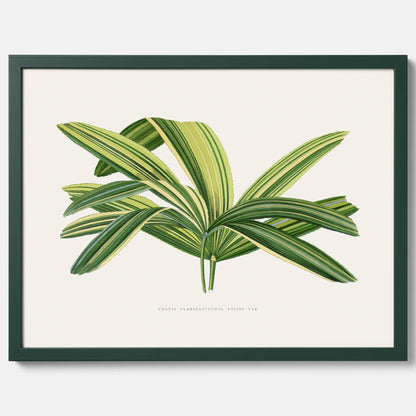 Poster med en illustration av en bredbladig palm