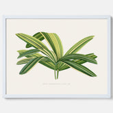 Poster med en illustration av en bredbladig palm