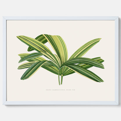 Poster med en illustration av en bredbladig palm