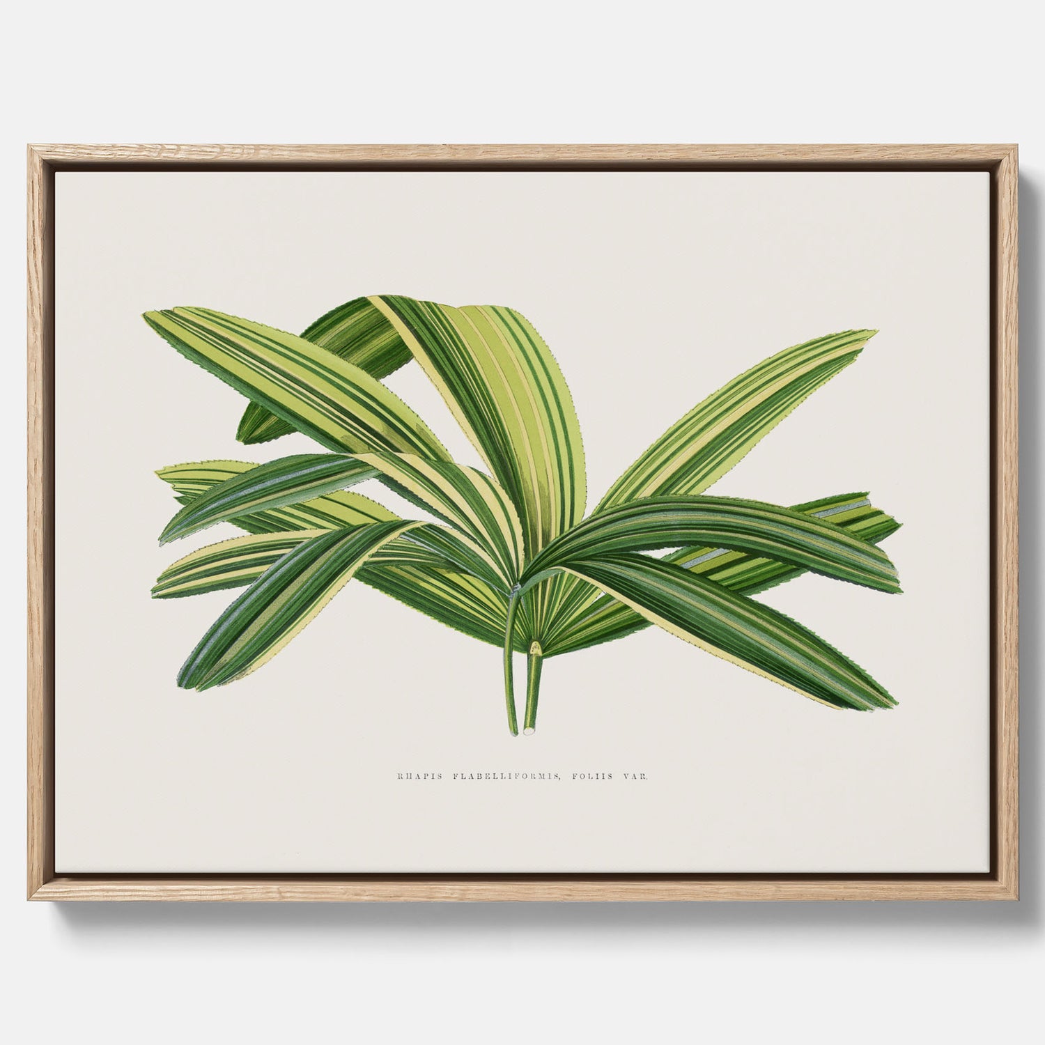 Canvastavla med en illustration av en bredbladig palm