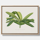 Canvastavla med en illustration av en bredbladig palm