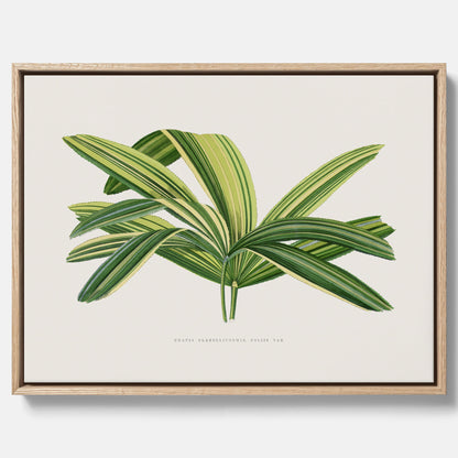 Canvastavla med en illustration av en bredbladig palm