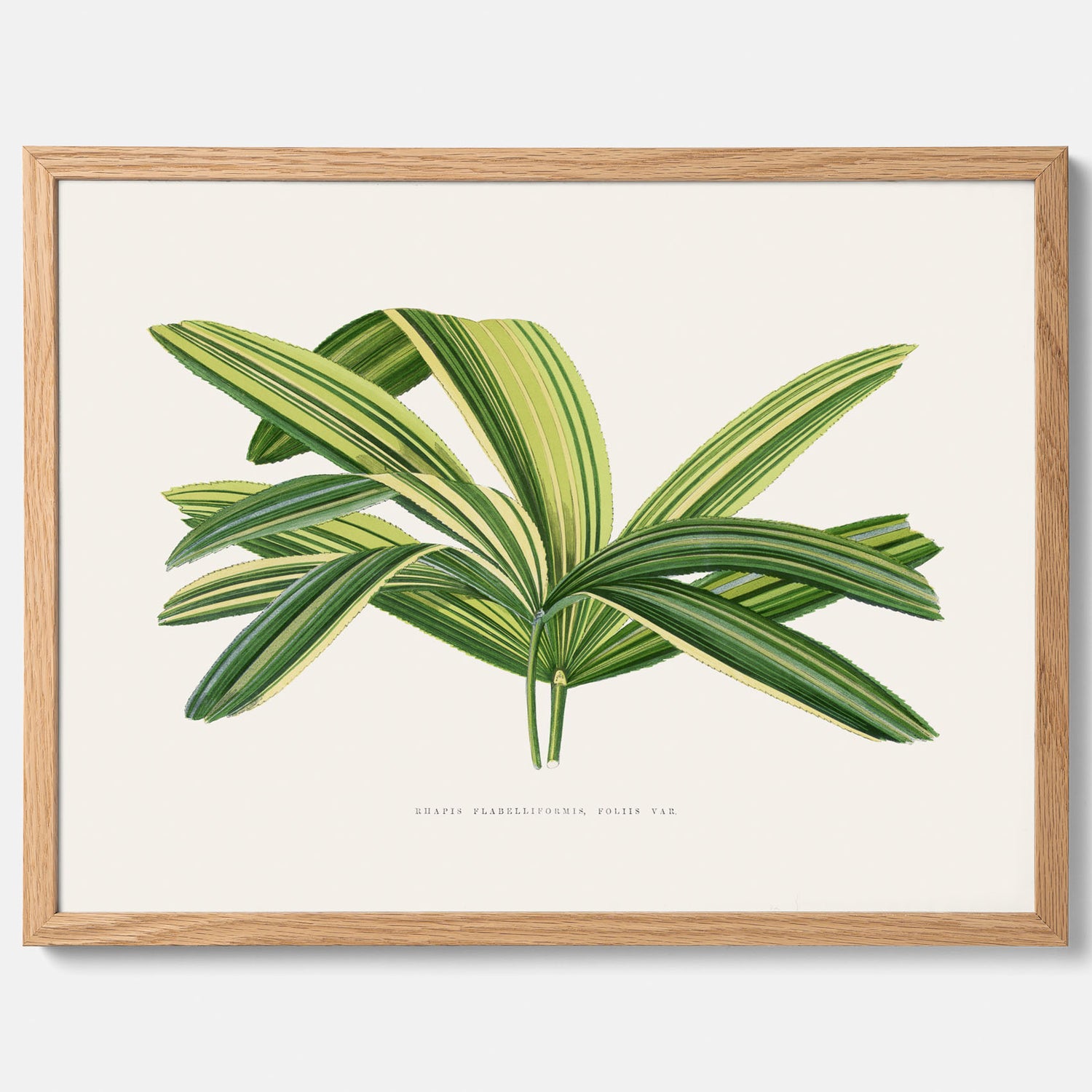 Poster med en illustration av en bredbladig palm