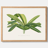Poster med en illustration av en bredbladig palm