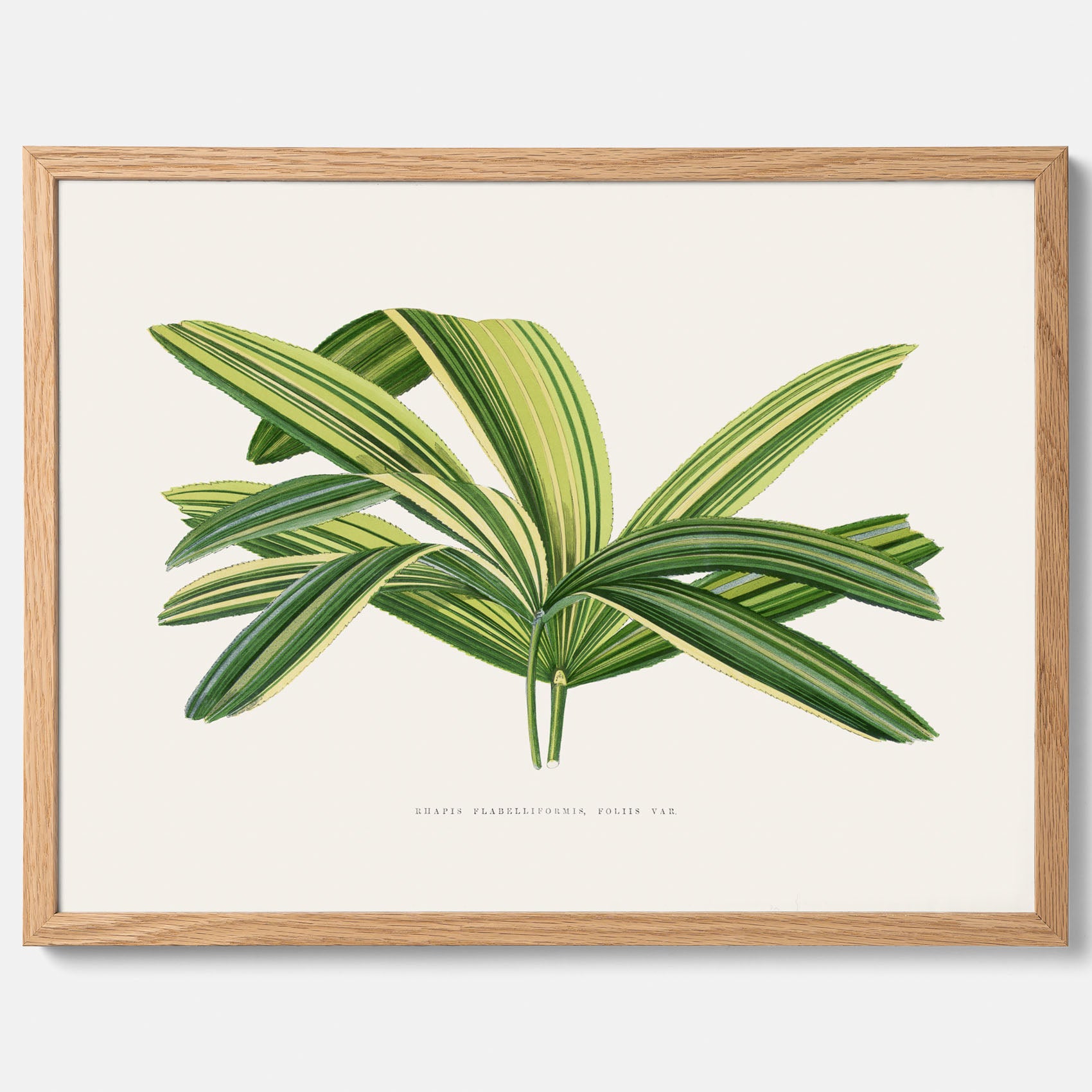 Poster med en illustration av en bredbladig palm