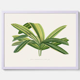Poster med en illustration av en bredbladig palm