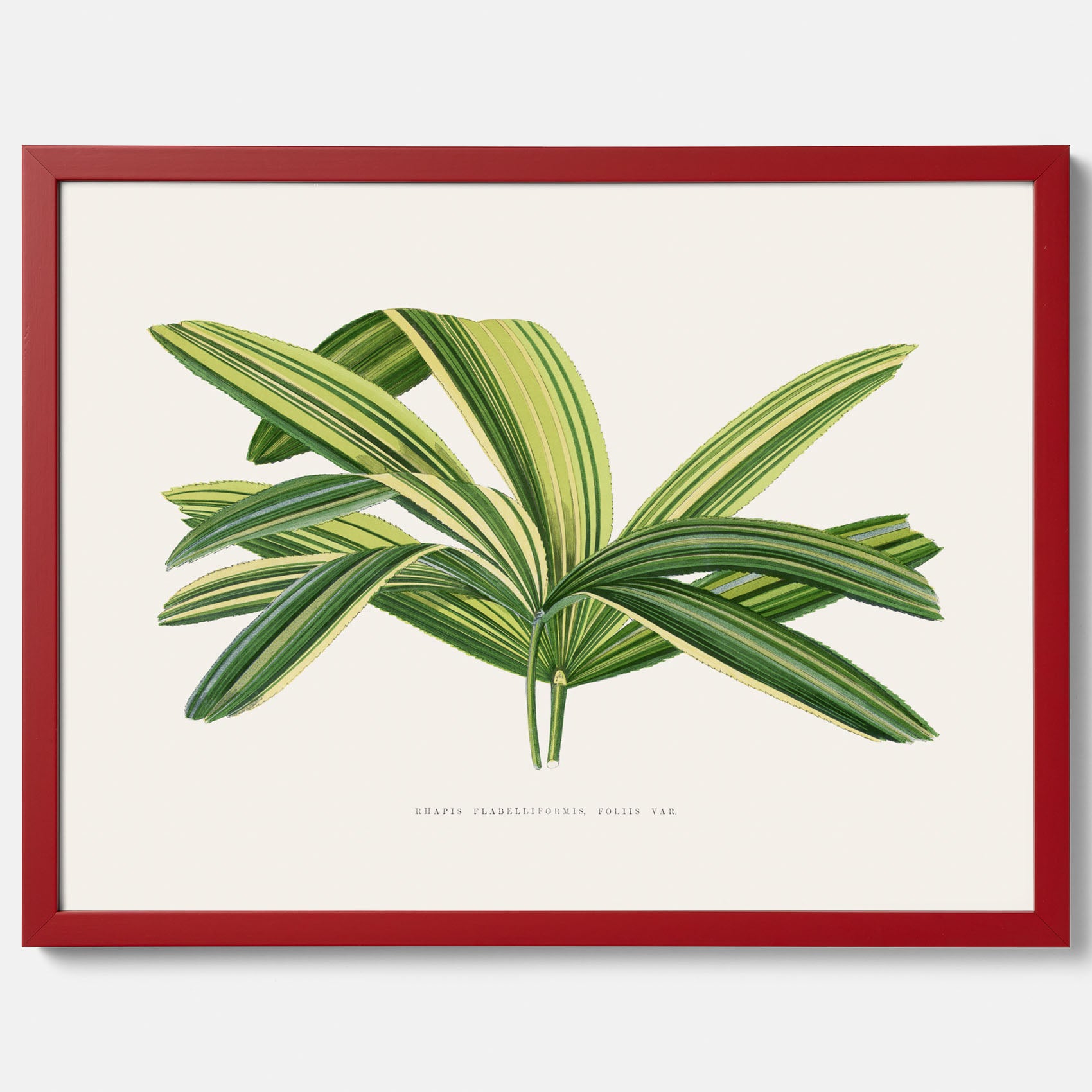 Poster med en illustration av en bredbladig palm