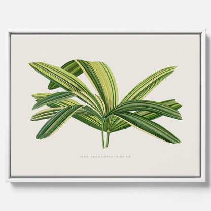 Canvastavla med en illustration av en bredbladig palm