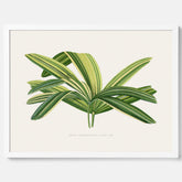 Poster med en illustration av en bredbladig palm