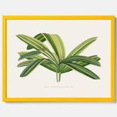 Poster med en illustration av en bredbladig palm
