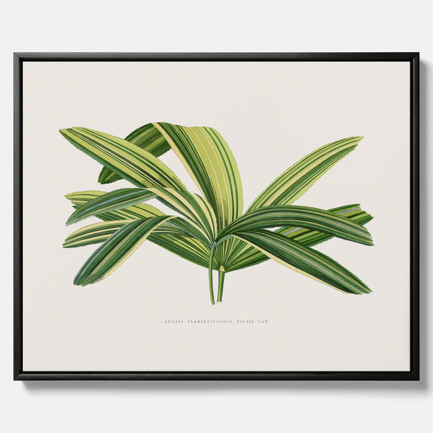 Canvastavla med en illustration av en bredbladig palm
