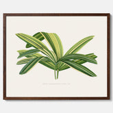 Poster med en illustration av en bredbladig palm