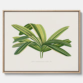 Canvastavla med en illustration av en bredbladig palm