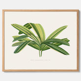 Poster med en illustration av en bredbladig palm