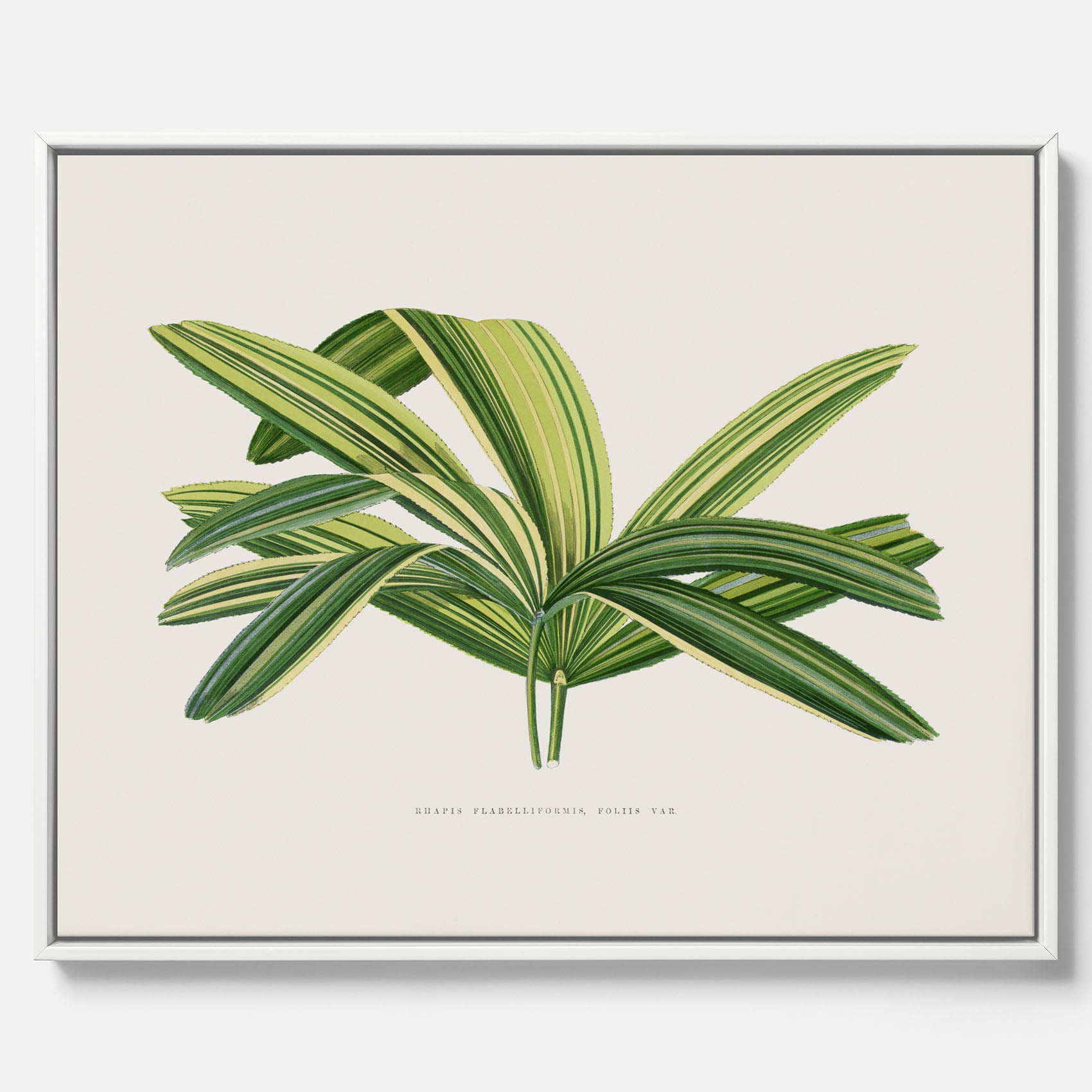 Canvastavla med en illustration av en bredbladig palm