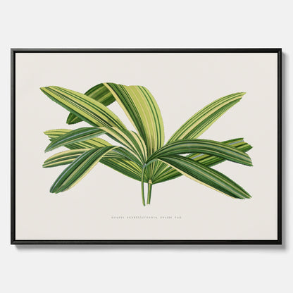 Canvastavla med en illustration av en bredbladig palm